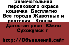 Замечательная персикового окраса кошечка. Бесплатно - Все города Животные и растения » Кошки   . Дагестан респ.,Южно-Сухокумск г.